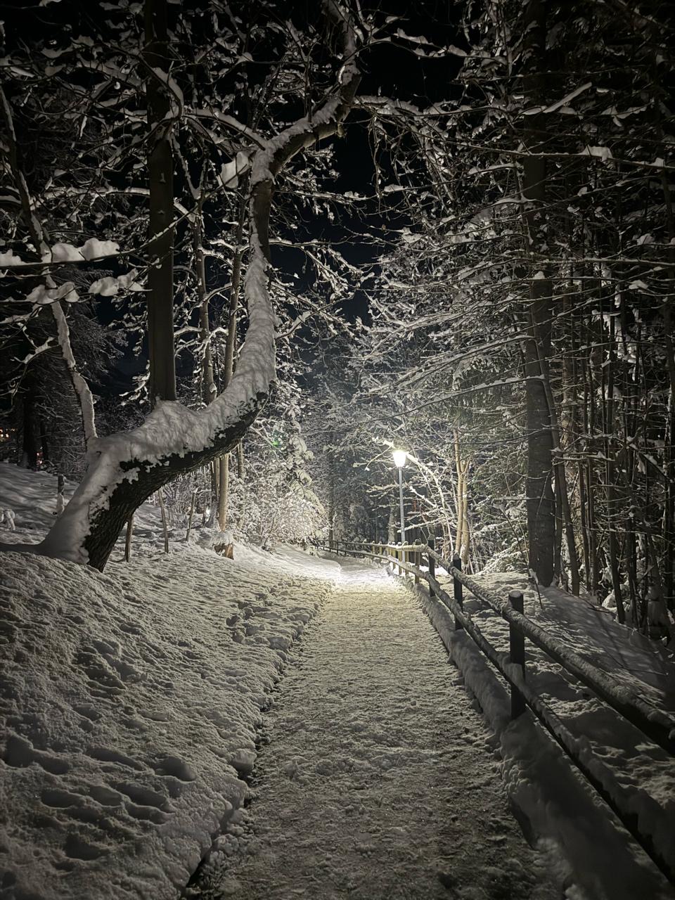 Illuminated winter forest path at night