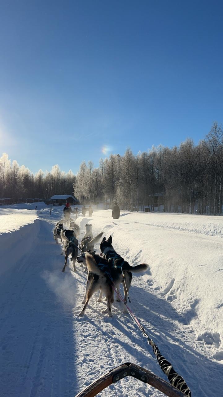 View from a dog sled on a sunlit trail