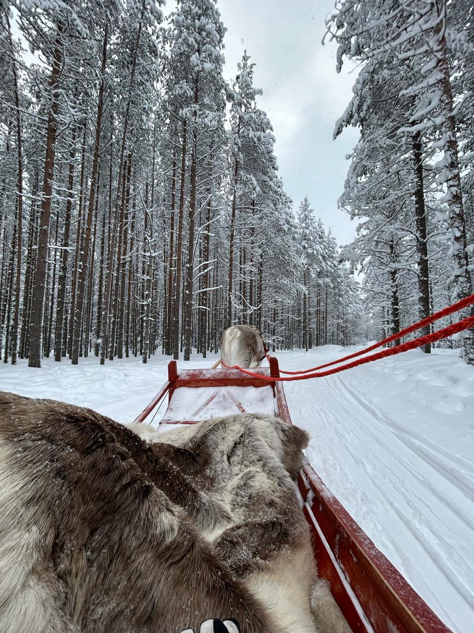 Reindeer sleigh moving through a dense snowy forest